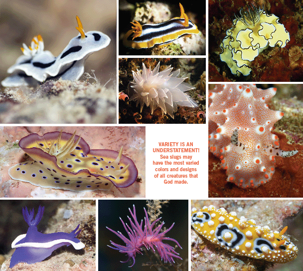 Nudibranch