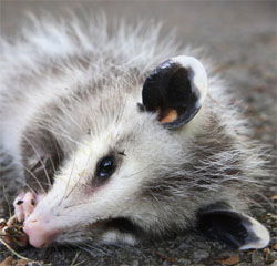 Opossum