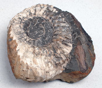 Ammonite