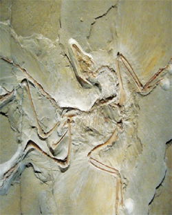 Archaeopteryx