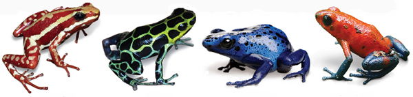 Poison Dart Frogs