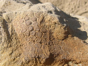 Does Soft Tissue in Fossils Confirm a Young Earth?