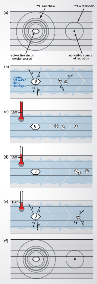 Forming Radiohalos