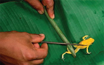 Poison Dart Frogs—Drop Dead Gorgeous - Emmanuel Baptist Church