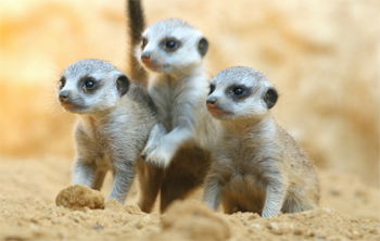 Meerkat Pups