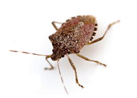 Stinkbug