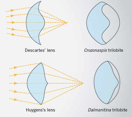 Trilobite Lens