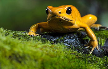 Poison Dart Frog