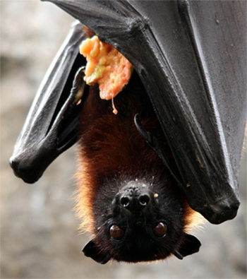 Bat