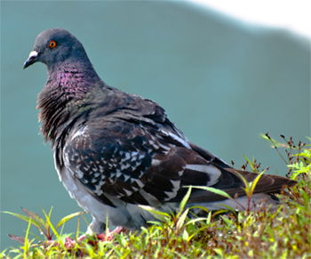 Pigeon