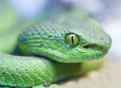 Pit Viper