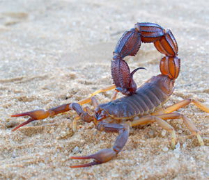 Scorpion