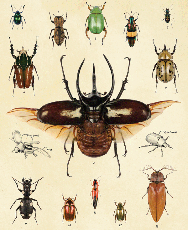 Beetle Chart