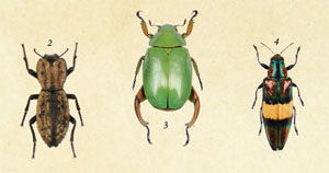 Beetles