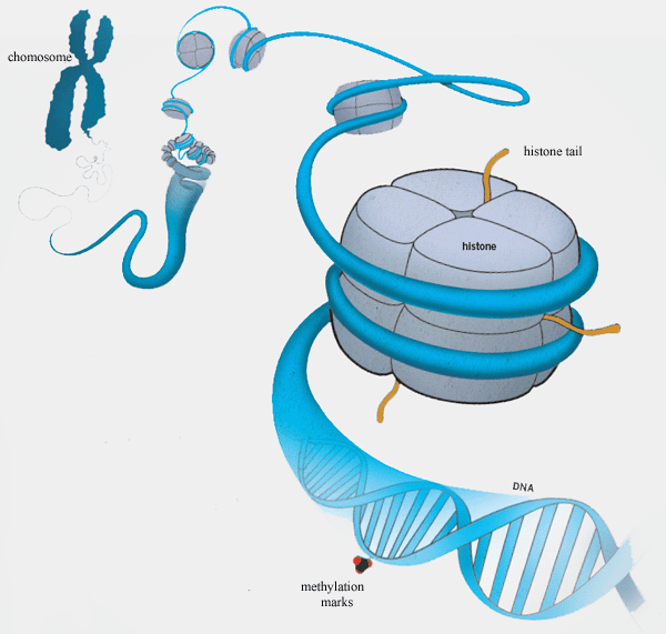 Tagalongs to Genetic Code