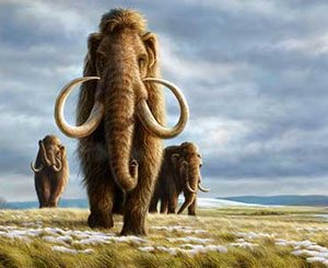 Mammoths