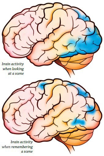 Brain Activity