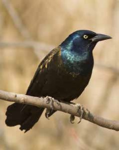 Grackle