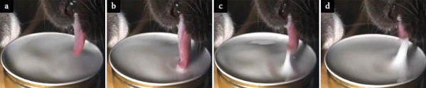 Cat Drinking Milk