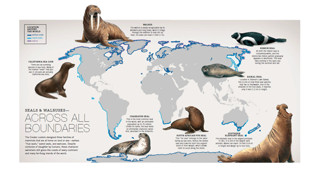 Seals and Walruses