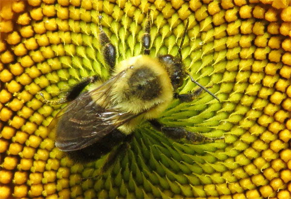 Bee on Sunflower