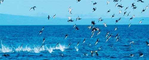 Blue-Footed Boobies