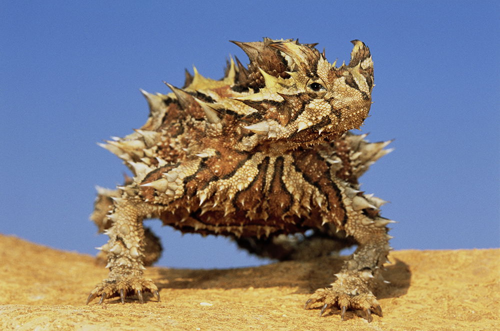 Thorny Dragon