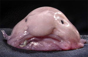 Blobfish