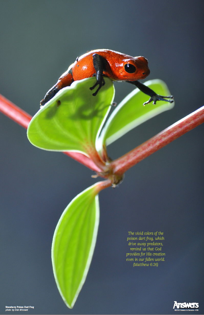 Poison Dart Frog