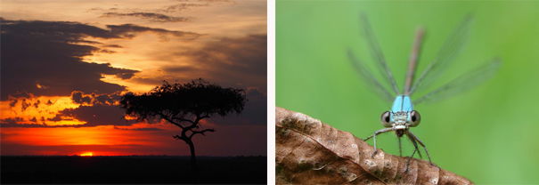 Dragonfly and Tree