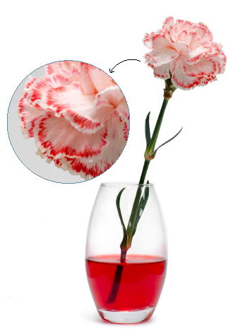 Carnation Experiment