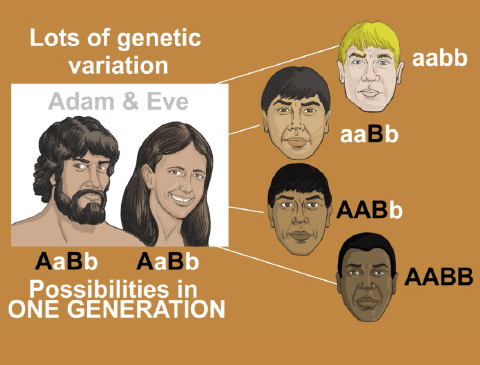 Genetic Variation