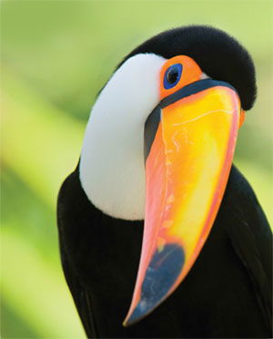 Toucan