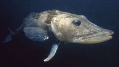 Icefish