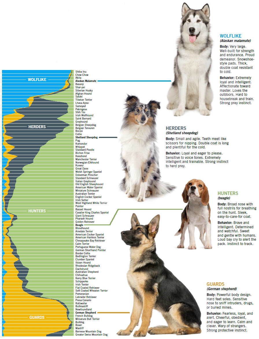 Dog Breeds