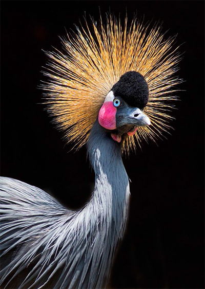 Grey Crowned Crane