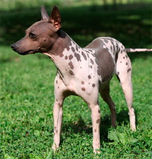 Hairless Terrier