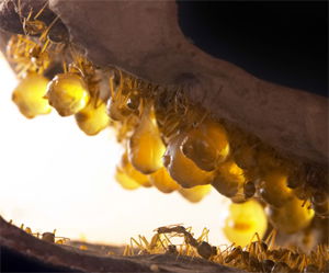 Honeypot Ants