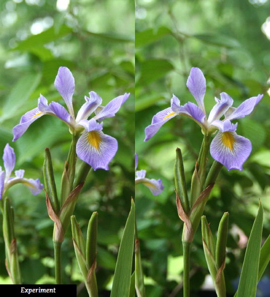 Iris Photo