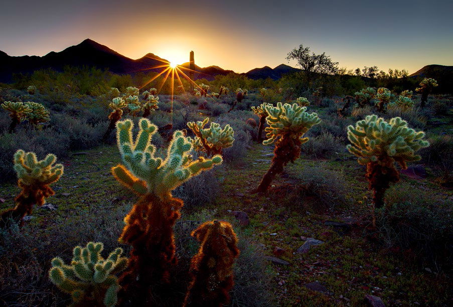 Teddy Bear Cactus