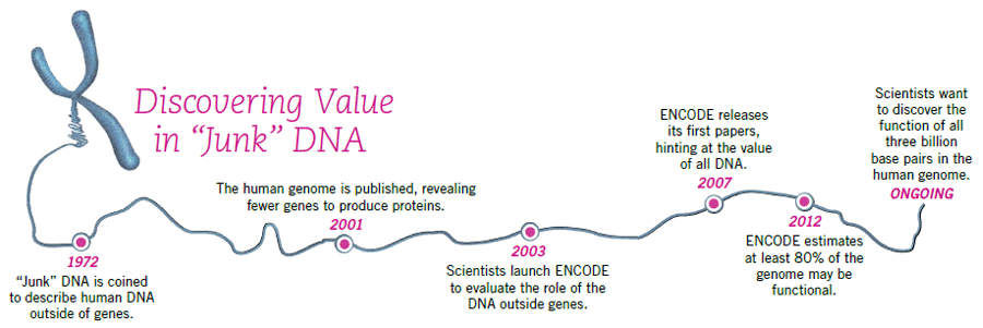 Value in Junk DNA