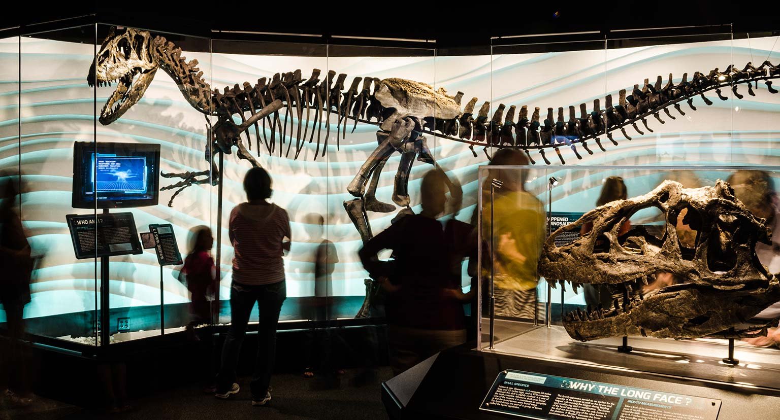 Allosaurus Museum Exhibit