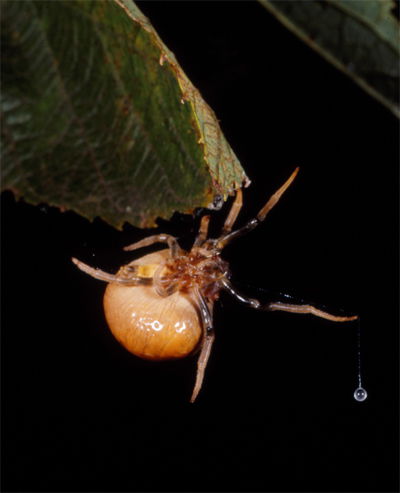 Bolas Spider