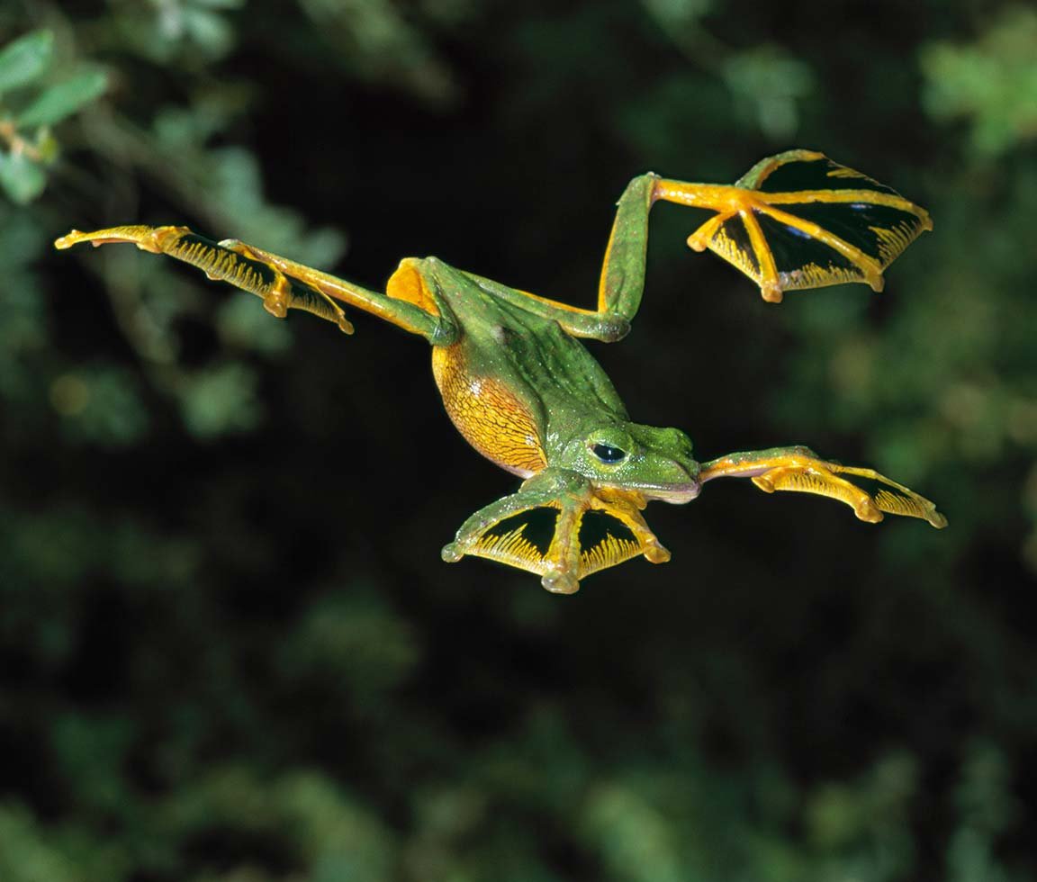 Flying Frogs