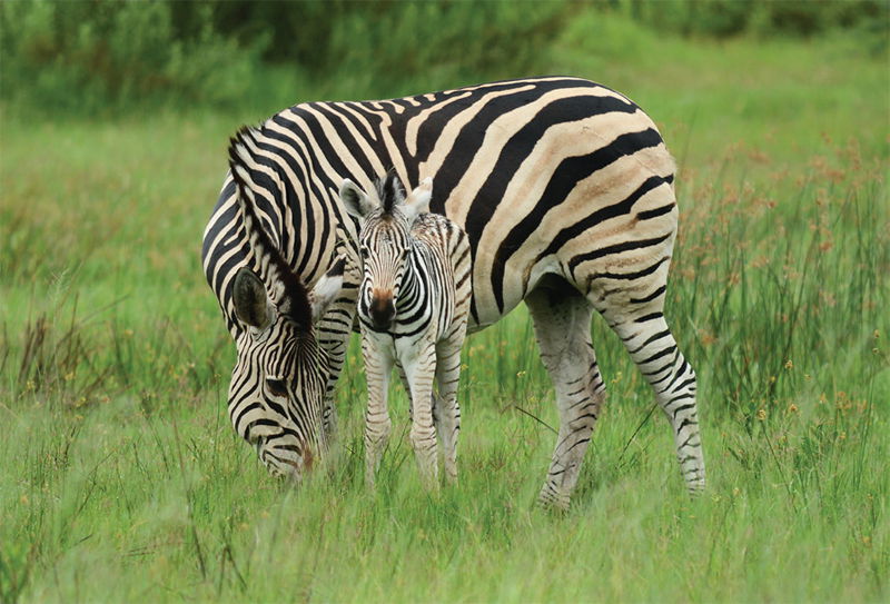 Zebra