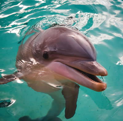 Bottlenose Dolphin