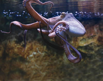 Giant Octopus