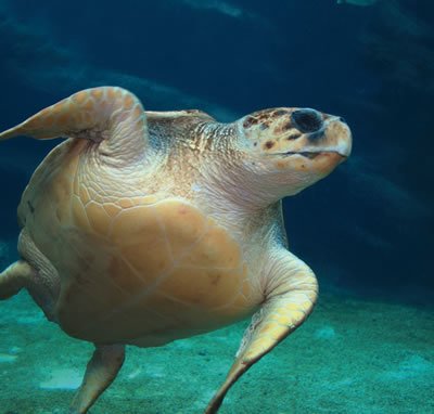 Loggerhead Sea Turtle | Kids Answers