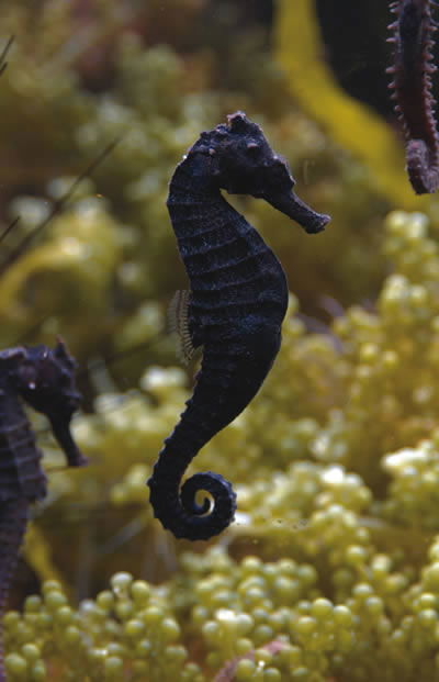 seahorse seahorses facts sea amazing habitat habitats fish animals hippocampus dragon ocean aqua different interesting animal creatures horse horses answersingenesis