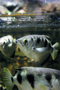 Archerfish